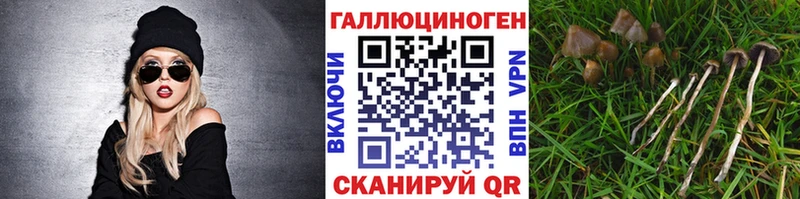 Псилоцибиновые грибы GOLDEN TEACHER  Купить закладки  Эртиль 
